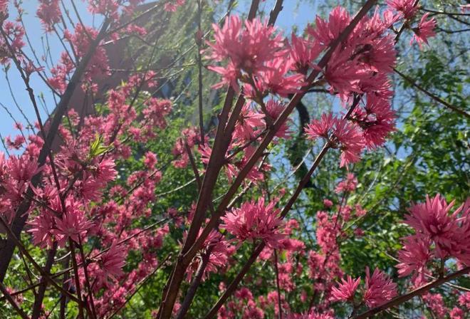 昌平赏花正当时公园里的花卉“上新了”!(图6)