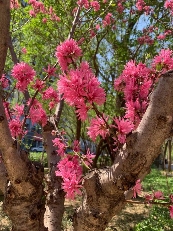 昌平赏花正当时公园里的花卉“上新了”!(图7)