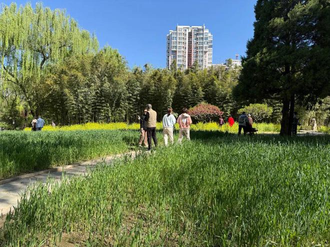 昌平赏花正当时公园里的花卉“上新了”!(图10)