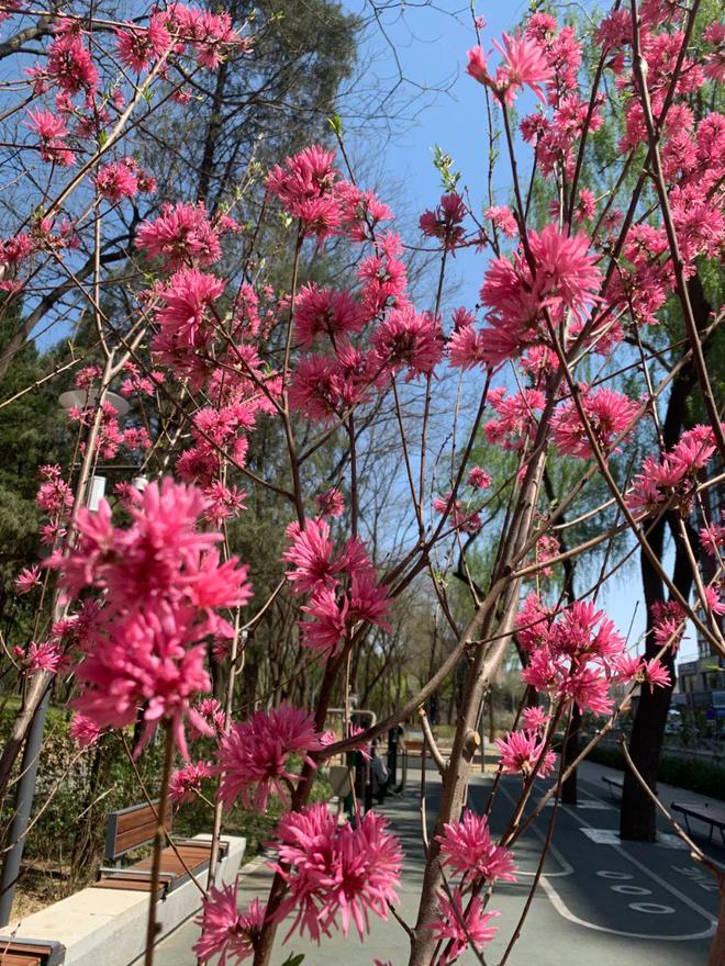 昌平赏花正当时公园里的花卉“上新了”!(图8)