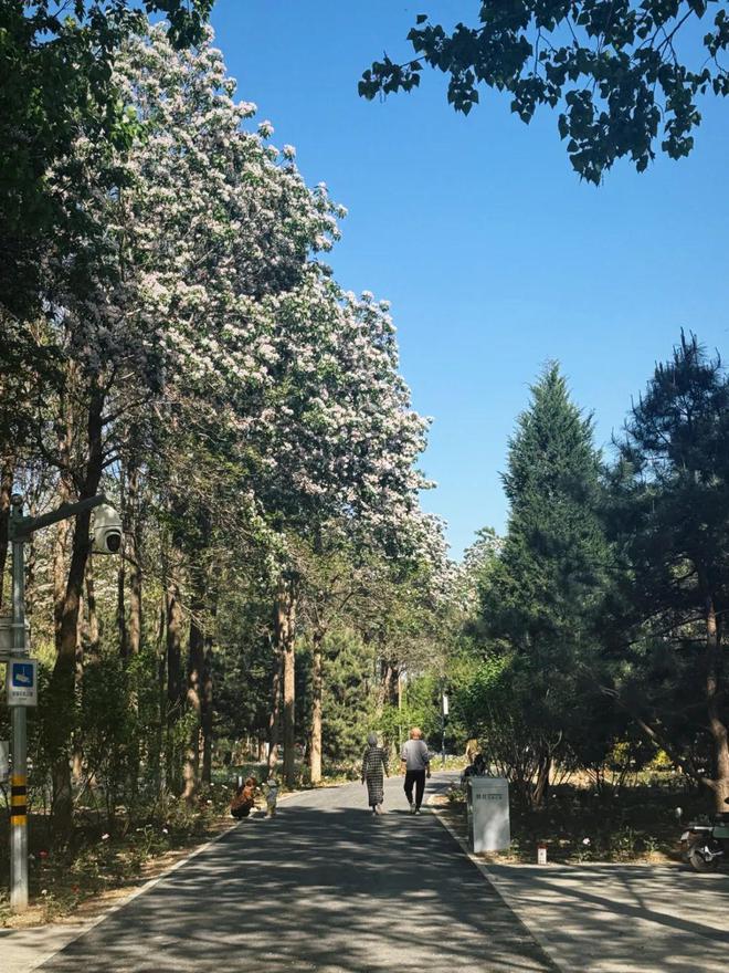 昌平赏花正当时公园里的花卉“上新了”!(图11)