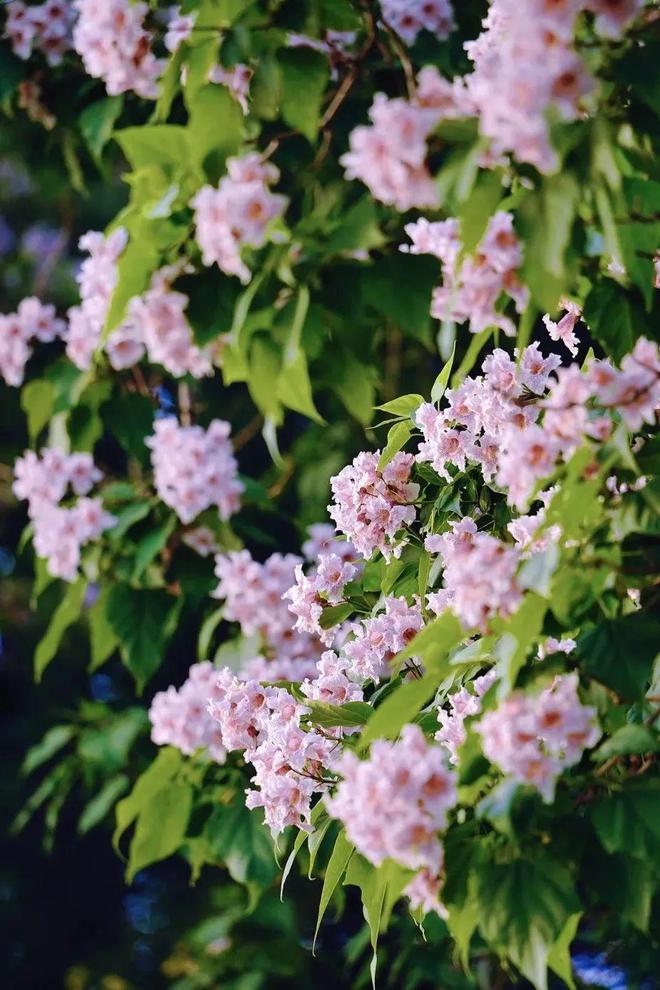 昌平赏花正当时公园里的花卉“上新了”!(图14)