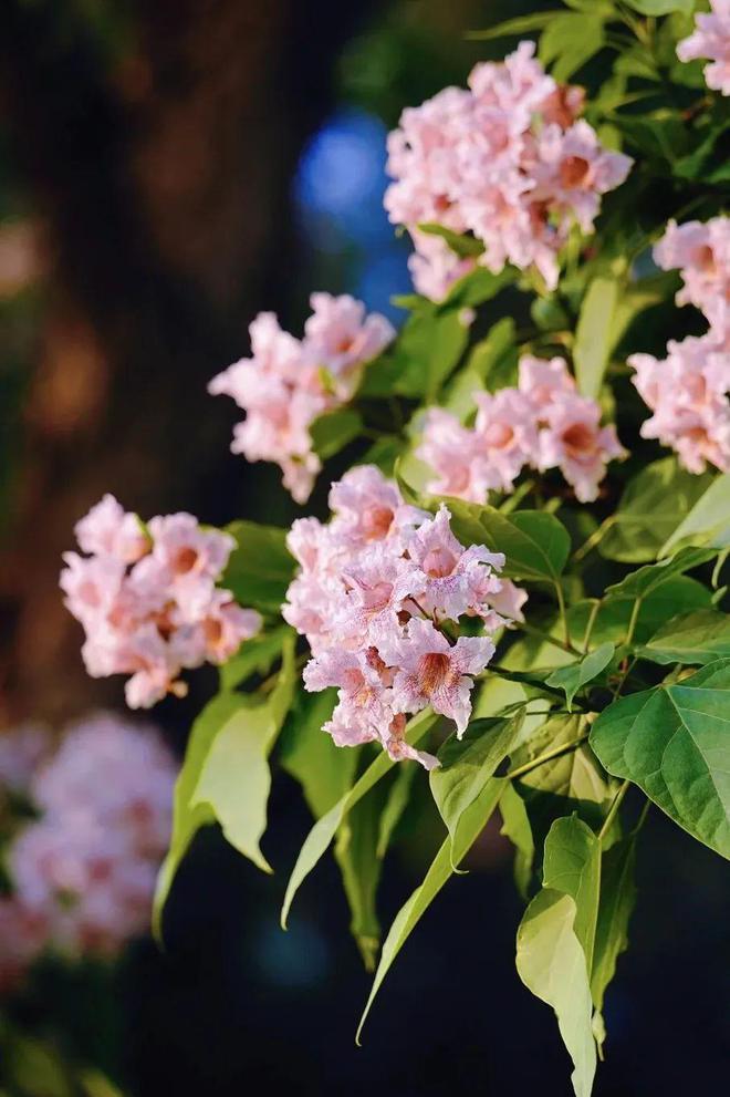 昌平赏花正当时公园里的花卉“上新了”!(图16)