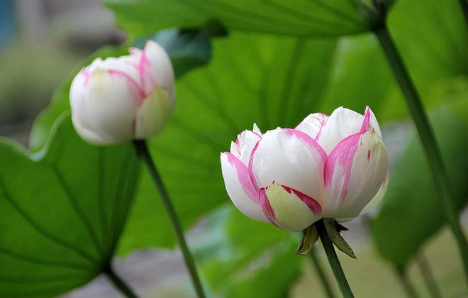 莲花是什么季节开的(图3)
