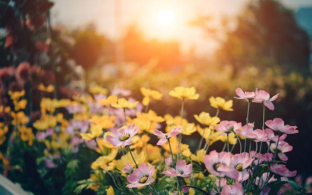 打造梦幻花园这些改造技巧你get了吗(图2)