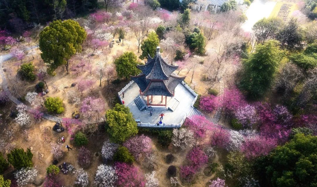 花花花花花~DeepSeek定制“春日赏花攻略”懂的人都在偷偷收藏→(图2)