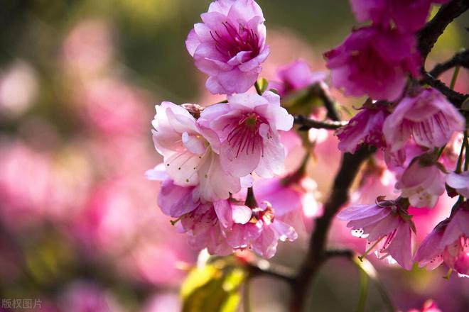 樱花盛开时间与花语解析：春季浪漫的象征(图2)