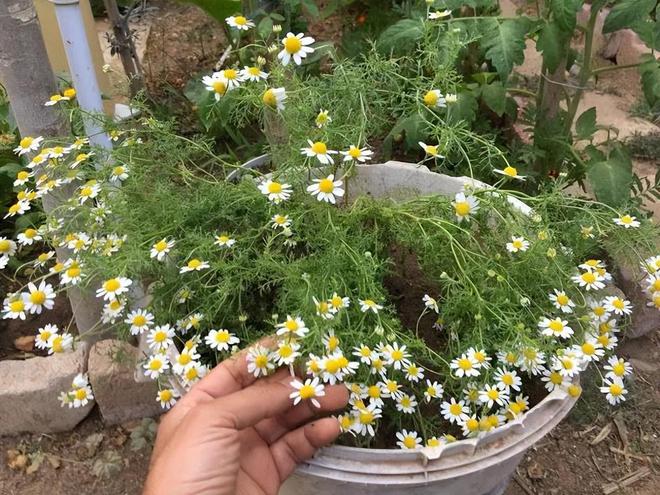 洋甘菊的花语与象征：在芬芳中探寻生命的力量(图2)