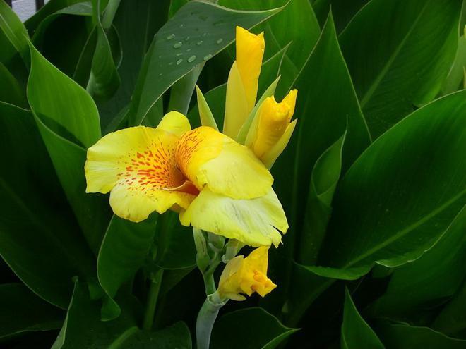 美人蕉：花语与寓意交织的花卉传奇(图2)