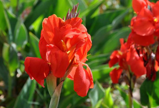 美人蕉：花语与寓意交织的花卉传奇(图3)
