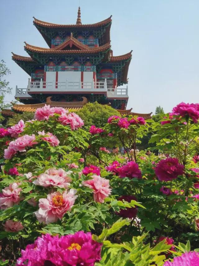 洛阳牡丹：雍容华贵、国色天香(图8)