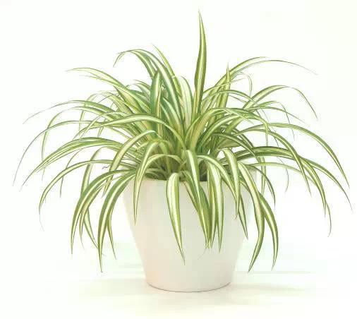 教你如何安置家居风水植物(图4)