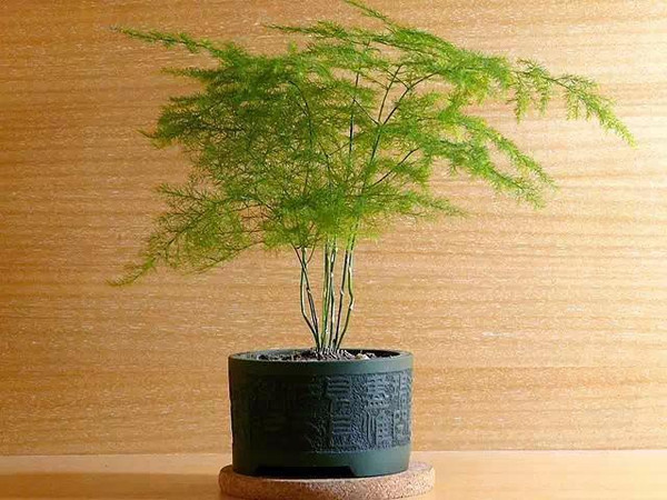 教你如何安置家居风水植物(图3)