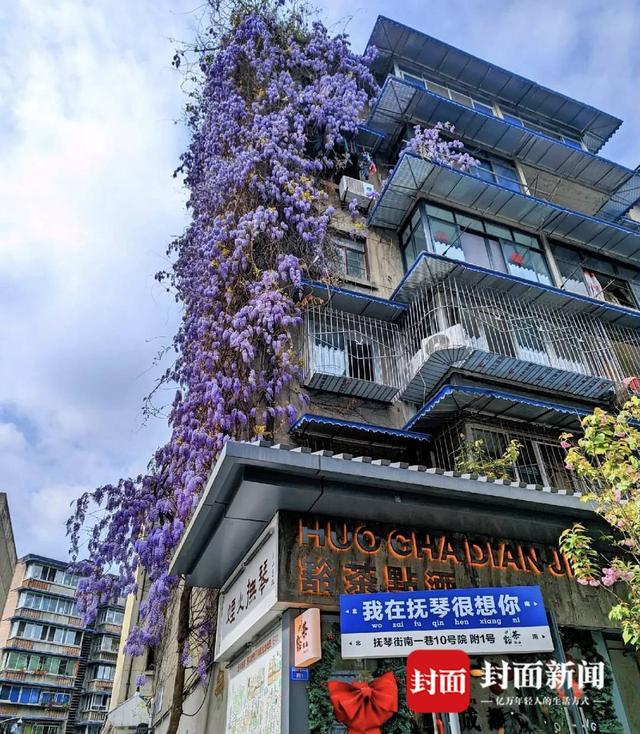威廉希尔梨花、七里香、紫藤花这个春天一起来成都市区“走花路”(图3)