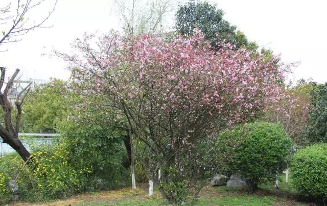 哪些植物种在住宅旁能够带来好的寓意你知道吗？(图7)