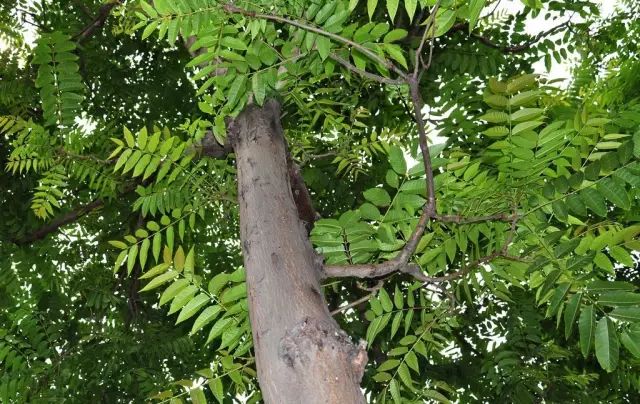 哪些植物种在住宅旁能够带来好的寓意你知道吗？(图4)