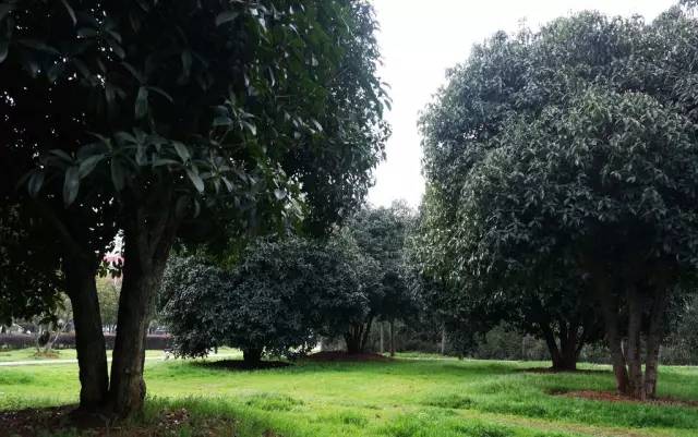 哪些植物种在住宅旁能够带来好的寓意你知道吗？(图6)