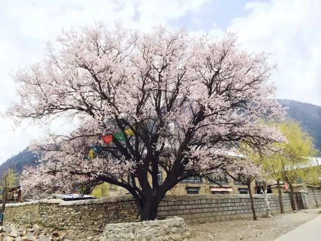 哪些植物种在住宅旁能够带来好的寓意你知道吗？(图8)