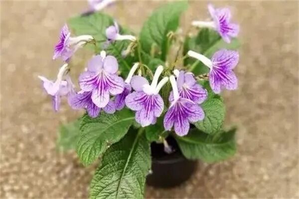 WilliamHill居风水植物选择风水(图1)