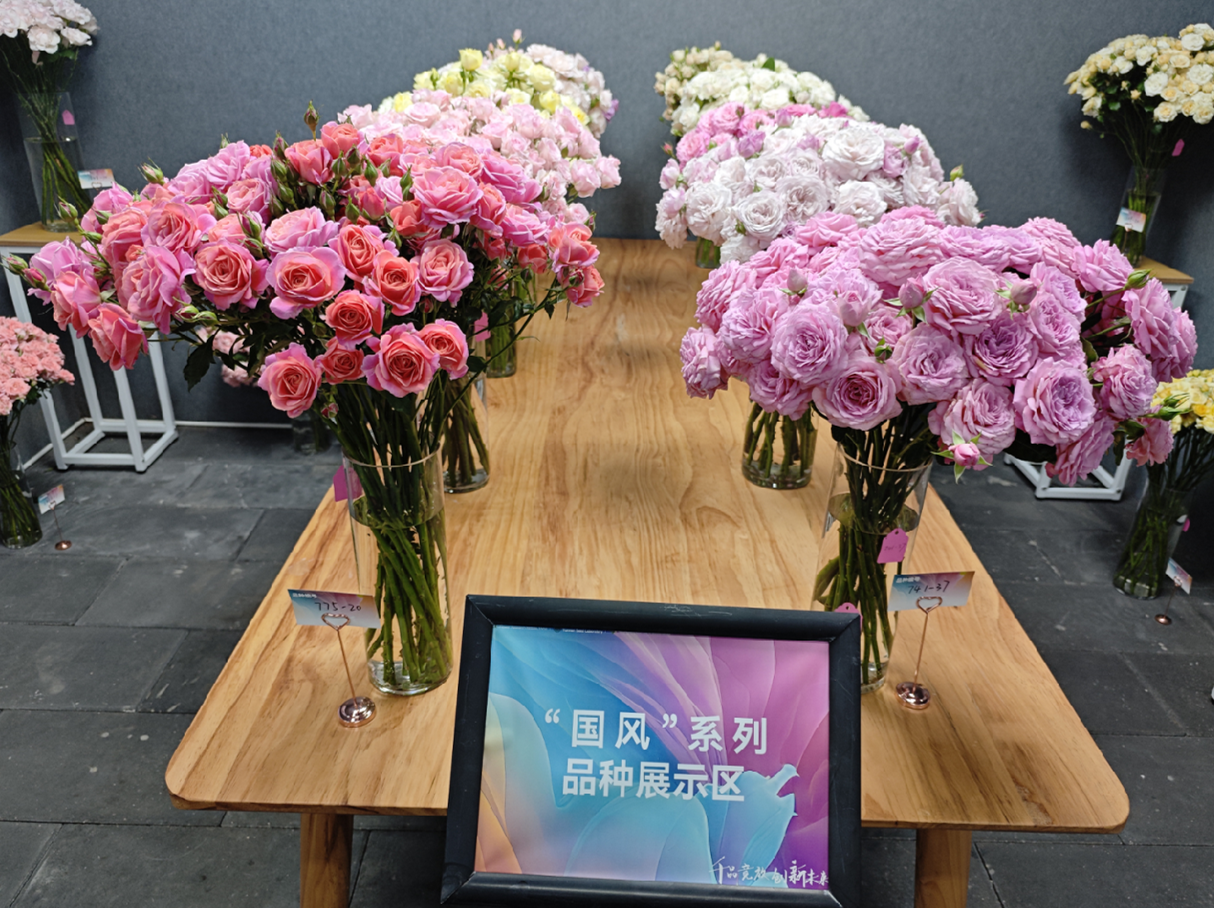 浪漫只有“红玫瑰”？这里的月季变了1000多种“新花样”(图2)