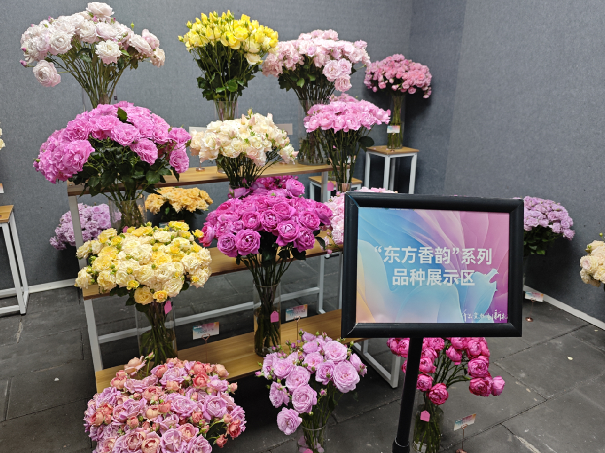 浪漫只有“红玫瑰”？这里的月季变了1000多种“新花样”(图3)