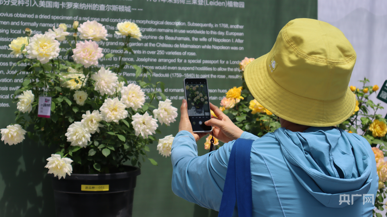千余种月季绽放京西！第九届国际月季大会开启“花海盛宴+科技密码”(图2)