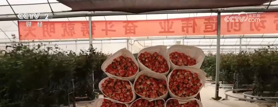 串联电商、直播、物流……小花朵撬动大市场“美丽经济”激发消费新动能(图2)