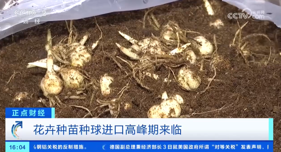 花卉消费市场崛起花卉种苗种球进口迎来WilliamHill高峰期(图2)