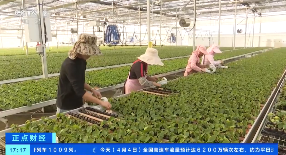 花卉消费市场崛起花卉种苗种球进口迎来WilliamHill高峰期(图5)