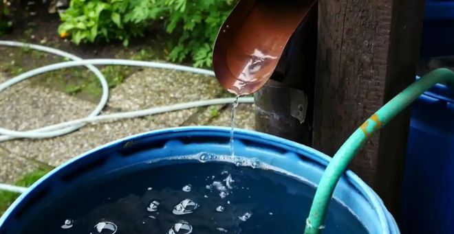 3种自带“营养”的浇花水经常给花浇一浇不施肥都能长得旺(图2)
