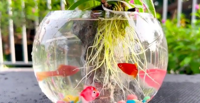 3种自带“营养”的浇花水经常给花浇一浇不施肥都能长得旺(图3)