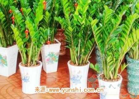 家养植物的风水知识(图3)