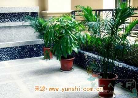 家养植物的风水知识(图2)