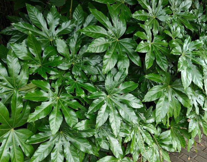 这植物花似人参俗称“八角金盘”寓意八方来财遇到别错过！(图2)