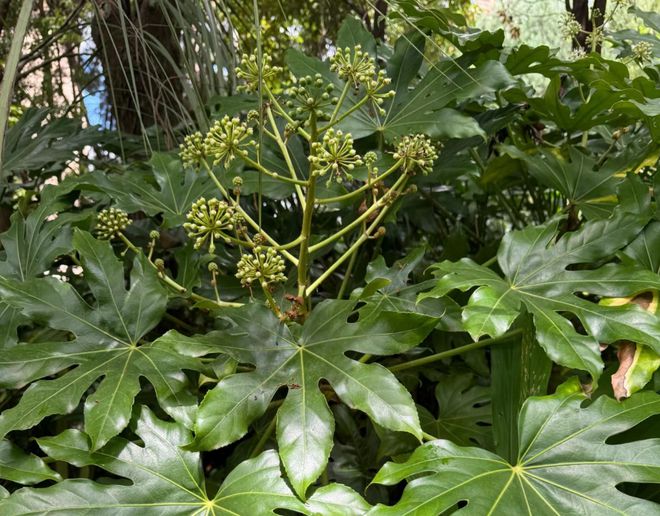 这植物花似人参俗称“八角金盘”寓意八方来财遇到别错过！(图3)