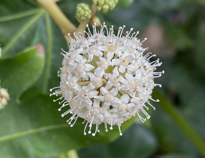 这植物花似人参俗称“八角金盘”寓意八方来财遇到别错过！(图4)