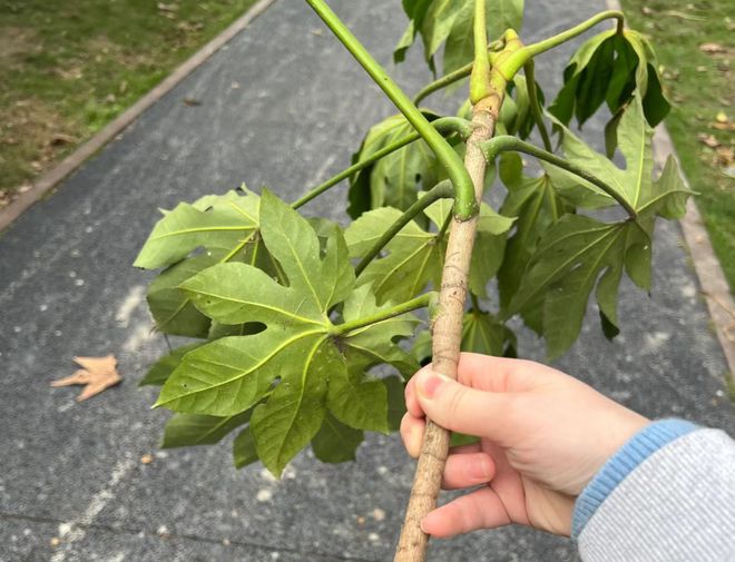 这植物花似人参俗称“八角金盘”寓意八方来财遇到别错过！(图5)