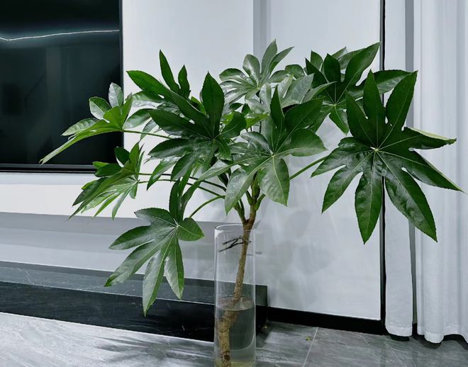 这植物花似人参俗称“八角金盘”寓意八方来财遇到别错过！(图6)