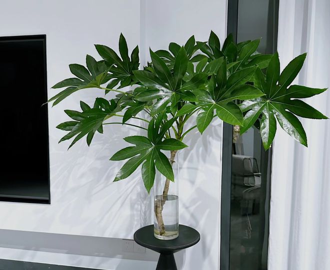 这植物花似人参俗称“八角金盘”寓意八方来财遇到别错过！(图7)