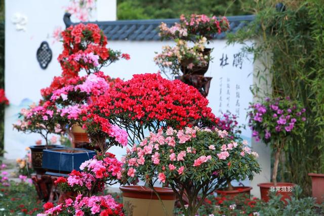 花漾春城！长春百花园“花朝节”即将启幕(图2)