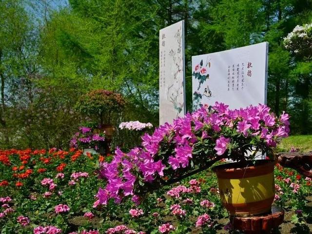 花漾春城！长春百花园“花朝节”即将启幕(图3)