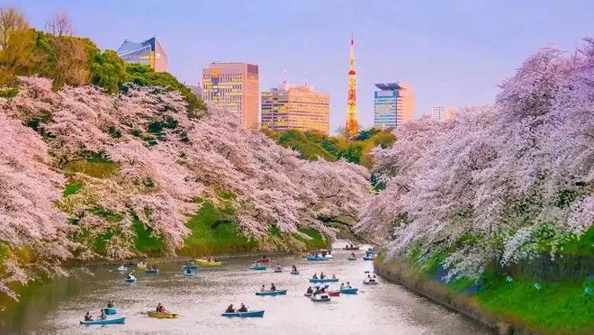 威廉希尔WilliamHill日本文化丨日本的花粉季可不是什么好季节(图2)