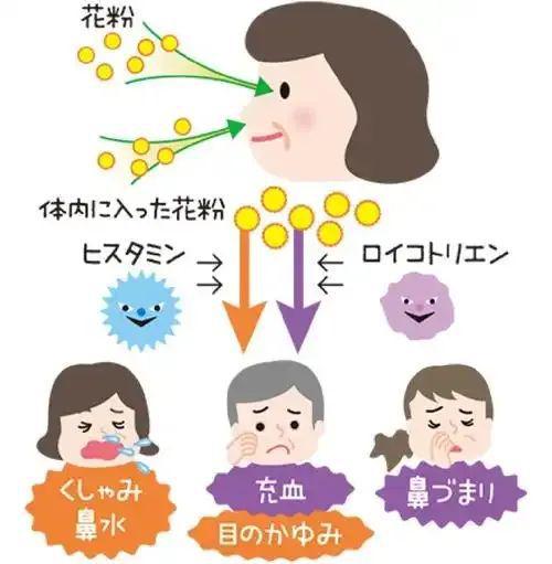 威廉希尔WilliamHill日本文化丨日本的花粉季可不是什么好季节(图14)