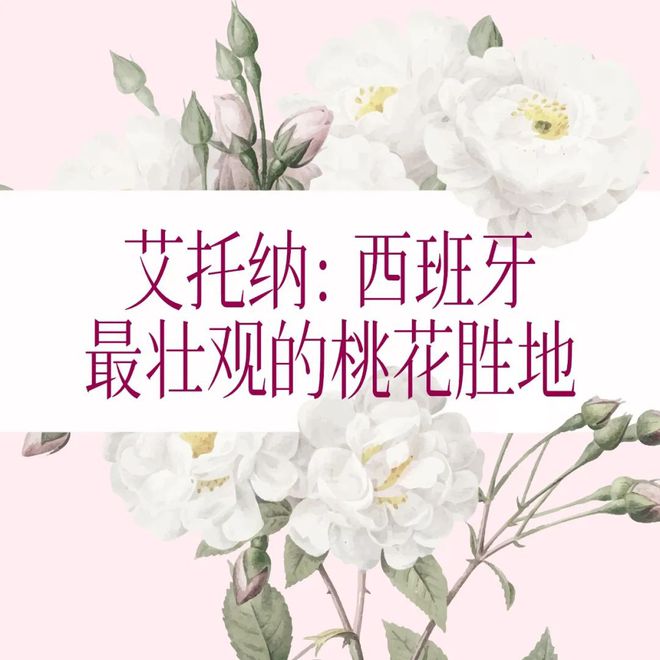 不是每场春天都要去日本威廉希尔WilliamHill有一种浪漫叫西班牙花海(图11)