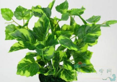 家里种什么植物风水好？(图4)
