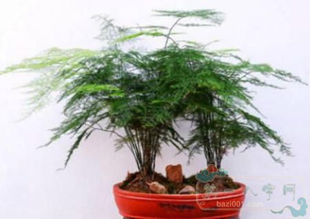 家里种什么植物风水好？(图3)