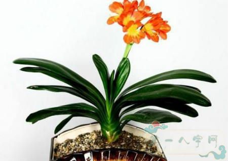 家里种什么植物风水好？(图2)