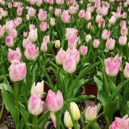 心理测试：凭感觉选一朵花测你哪个时期的财运最旺？(图3)