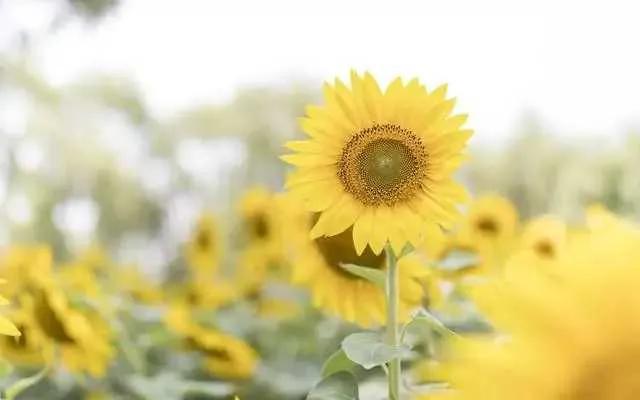 心理测试：凭感觉选一朵花测你哪个时期的财运最旺？(图2)