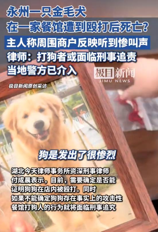 火锅店疑打死金毛后续！店主已赔偿狗主息事宁人舆论两极反转(图7)